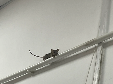 白云控制有害生物公司正确放置灭鼠夹的技巧