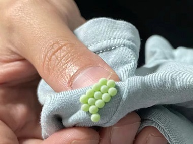 天河专业灭虫所：衣柜生臭虫后怎么办