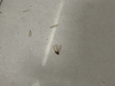 越秀预防白蚁机构白蚁分飞期的防治措施